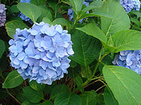 紫陽花