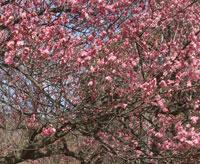 ume