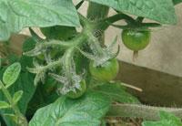tomato
