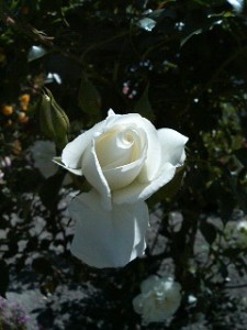 201006061011000.jpg
