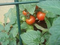 tomato
