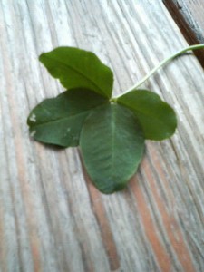 201007031035000.jpg