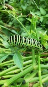 2010081216440000.jpg