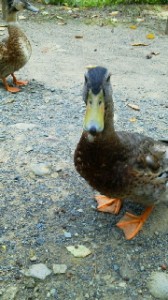 2010082912310000.jpg