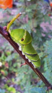 2010091513140000.jpg