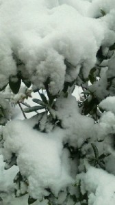 2011011517260000.jpg
