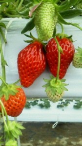 2011012915240000.jpg