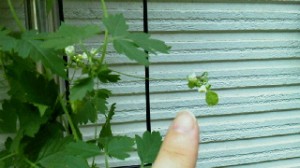 2011071710120000.jpg