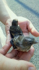 2011083112570000.jpg