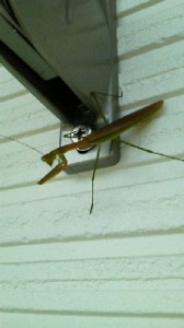 2011091515400000.jpg
