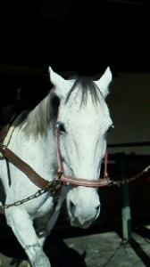 2011110112050000.jpg