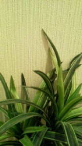 2011111018250000.jpg